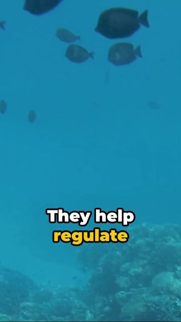 Ocean Alert: Why Saving Our Sea Fish is Crucial for the Planet смотреть онлайн