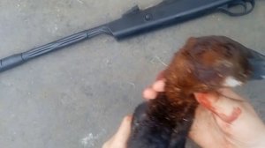 Охота на селезня с воздушки с подсадной