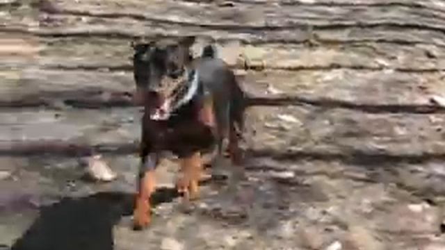 В лесу 8 смотреть онлайн