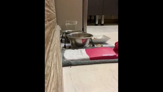 Funny cats №4 Смешные милые коты №4 смотреть онлайн