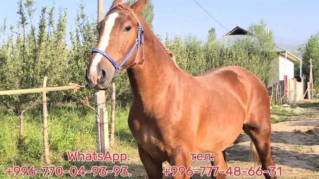 Күчтүү Кунан Кличка БАРОН🔥20 августа 2023 г. смотреть онлайн