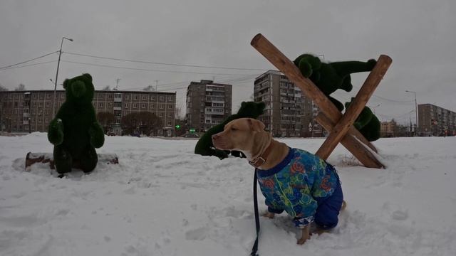 Питбуль-лишна - прогулка к Т72 и Семейству медведей🐕👍🏻 смотреть онлайн