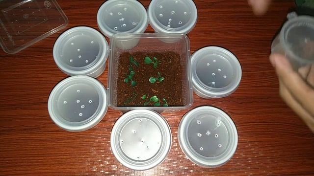 How to Communal Tarantula (Poecilotheria Metallica) (Sling) (Blog #9) смотреть онлайн