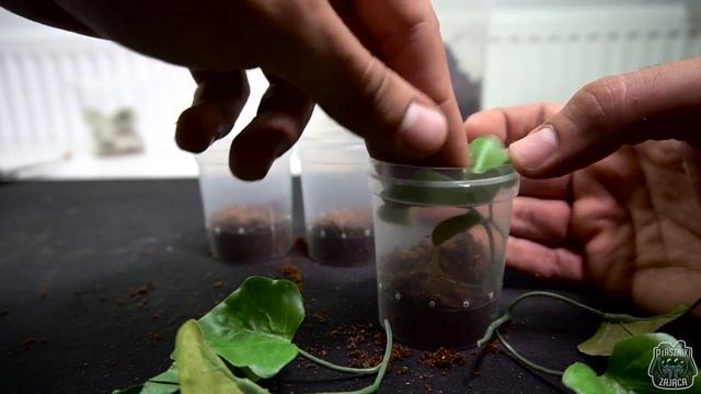 Nowe Avicularia minatrix + Paczka NIESPODZIANKA! смотреть онлайн