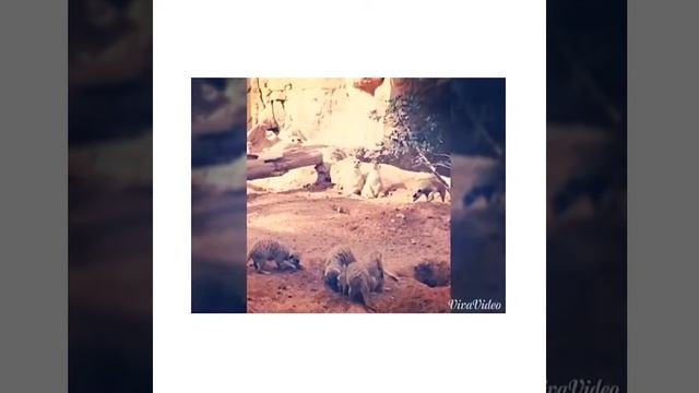 Биопарк. Валенсия. смотреть онлайн