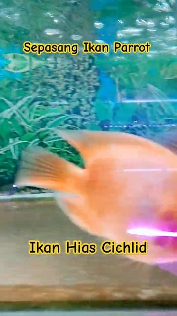 Ikan Red Parrot #videos #ikanhias #cichlid #parrot #videoshorts #feedshorts #shorts @deagusm258 смотреть онлайн