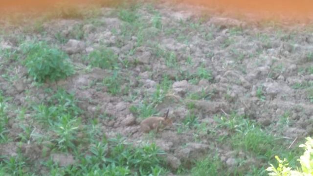 Заяц с вышки смотреть онлайн