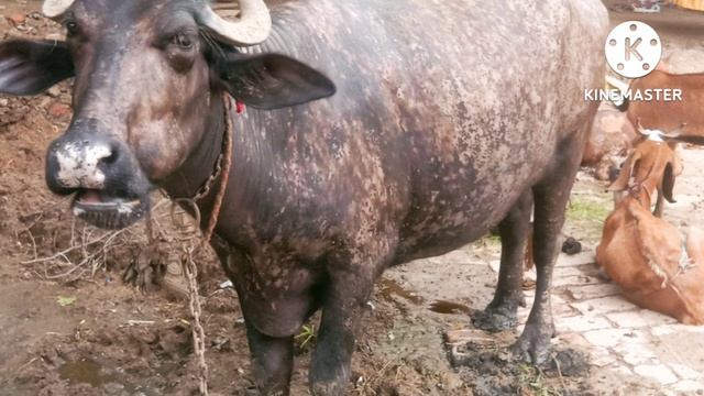 Leukoderma ! Vitiligo ! Whites Skin Spots ! Cause and Treatment in Buffalo ! смотреть онлайн