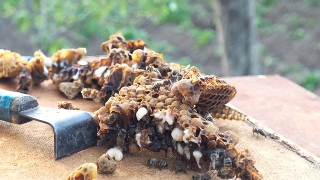 Пчёлы. Ягнята. Дагестан Курахский район с. Кабир. Dagestan. смотреть онлайн