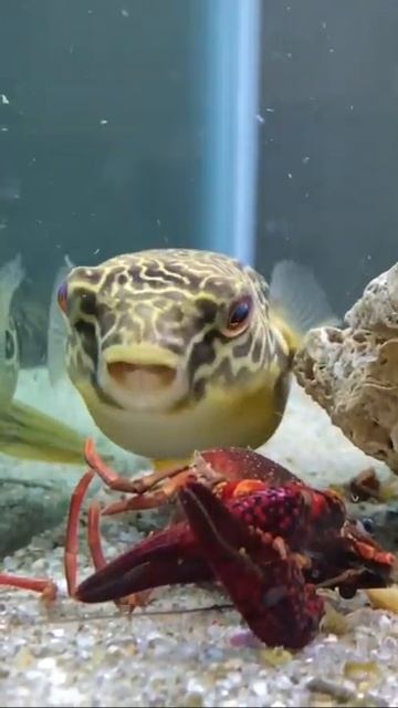 Amazing Pufferfish, Always hungry, Funny Eating Show, Eat Every Seafood, Barry the MBU puffer #14 смотреть онлайн