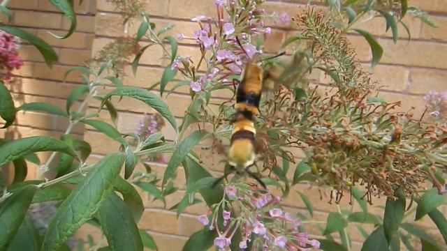 Hummingbird hawk-moth Breeding смотреть онлайн