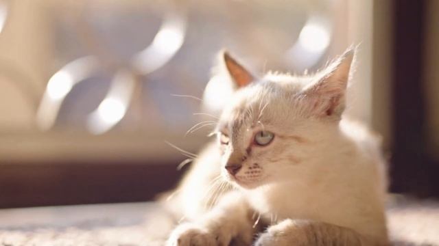 Efek Suara Kucing | Suara Kucing | Suara Kucing Betina | Suara Kucing Jantan | Minta Tolong смотреть онлайн