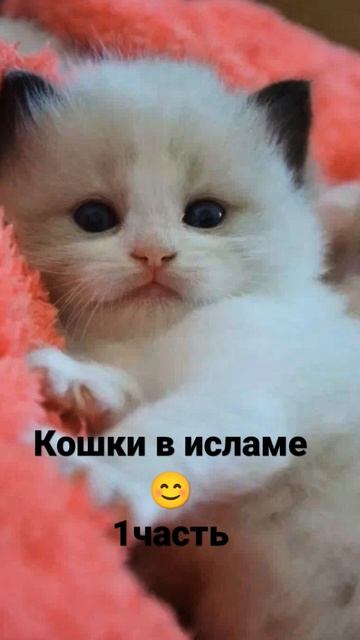 кошки в #исламе #кораннавсюночь смотреть онлайн