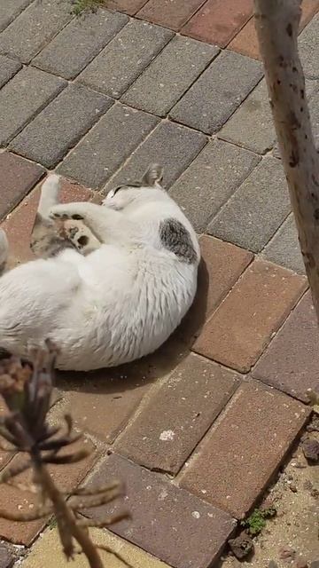 Кот Пират кувыркается и умывается 😹 Funny cute feral cat roll on back 😻 Lustige katze 猫 Kucing luc смотреть онлайн