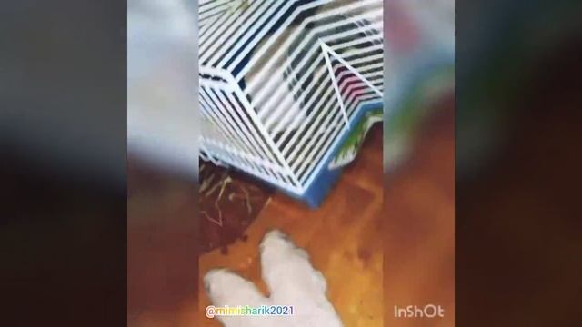 песня хомяка ,,Из чего же,, смотреть онлайн