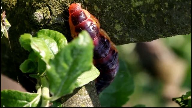 Raupe/ very big caterpillar смотреть онлайн