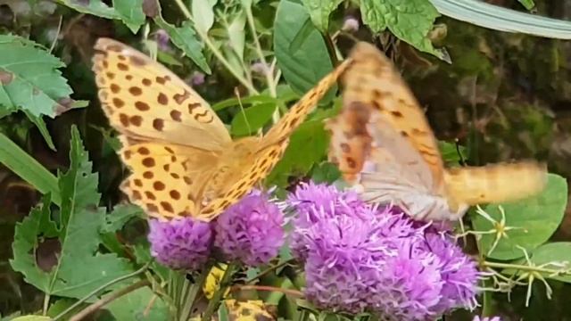 표범나비와 각시취 꽃 Leopard butterfly and corvina смотреть онлайн