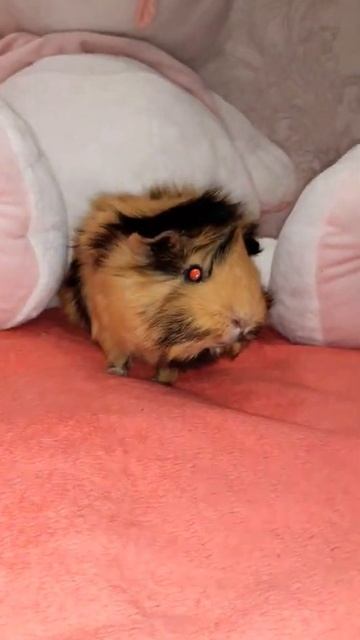 Эмма 104 🐾🐾Морская свинка guinea pig смотреть онлайн