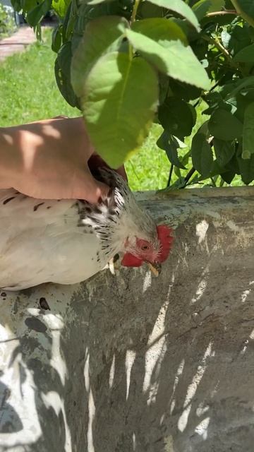 Как приручить Дракона смотреть онлайн