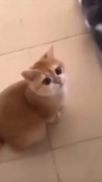 не много пахнет #shorts #животные #шортс смотреть онлайн