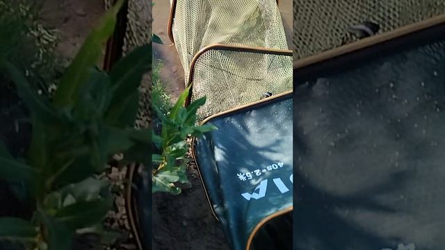 ещё одна рыбка смотреть онлайн