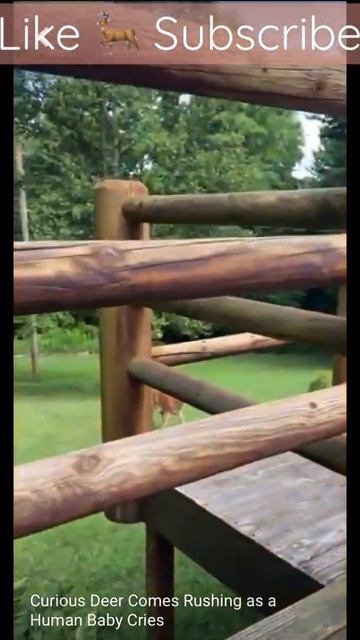 Mother Doe racing towards Crying baby from the Surrounding Woods, instinctively wanting to help 🦌 смотреть онлайн