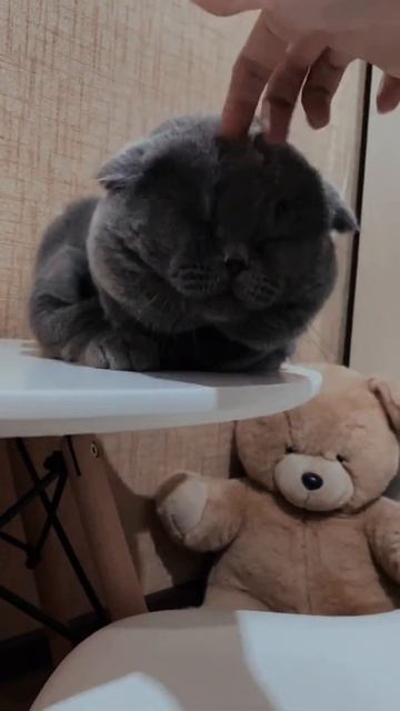 Самый толстый шотландский кот смотреть онлайн