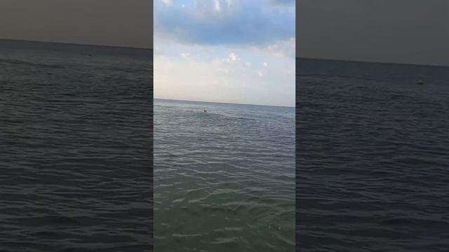 Дельфины.23.08.2023г.Витязево. смотреть онлайн