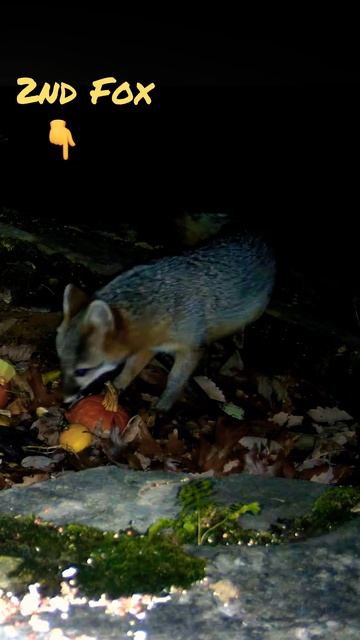 Grey Fox finds tasty morsel #greyfox #foxes #animals #nature смотреть онлайн