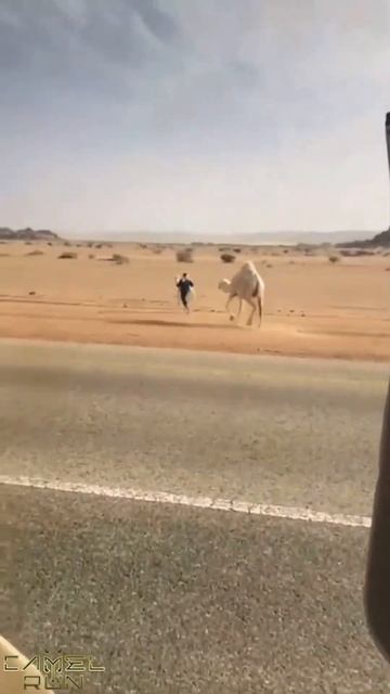 Arab guy steals baby camel as bait !!!!! Dangerously Funny!!! смотреть онлайн