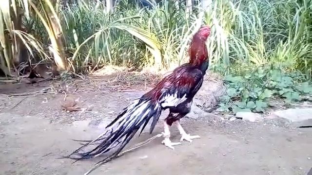 Kagam long tail(1) смотреть онлайн