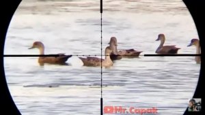 охота с псп