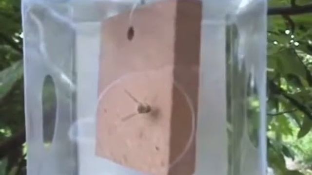 NoMate Life Time Pheromone for Fruit Fly смотреть онлайн