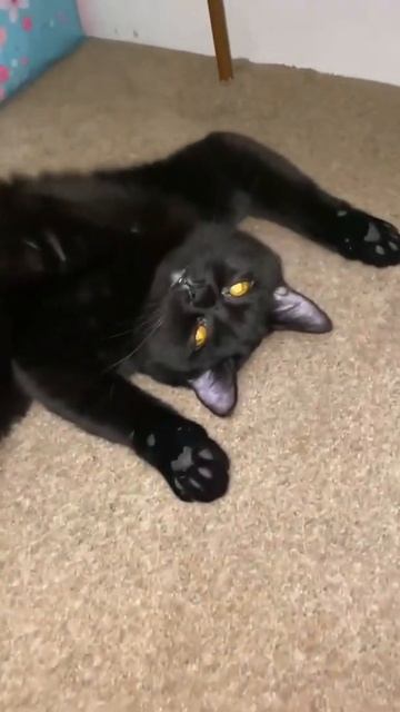 SHE’S TOO CUTE! смотреть онлайн