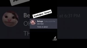 белуга котик(1)