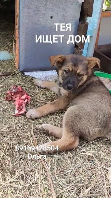 Тея ищет дом! #кашира#вдобрыеруки #щенок #щенокищетдом #puppy #вдобрыерукимосква смотреть онлайн