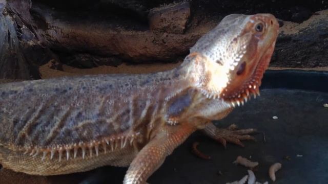 Rico, rico, rico смотреть онлайн