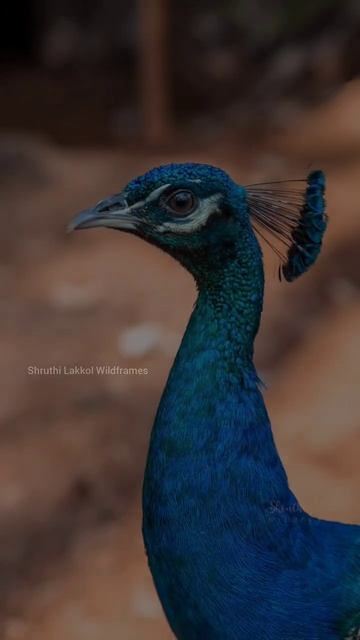 Wait for the beauty ❤️ #peacock #peahen #birds #photography смотреть онлайн