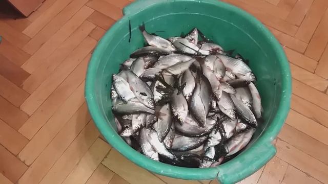 Наловил плотвы смотреть онлайн