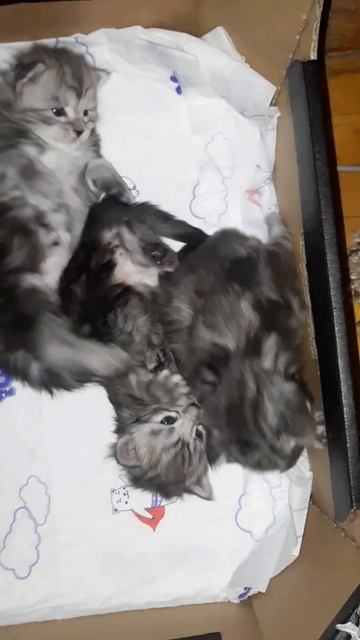 Кошачьи игры. Котята Мейн-Кунята #мейнкуны #мейнкункотята #shorts смотреть онлайн