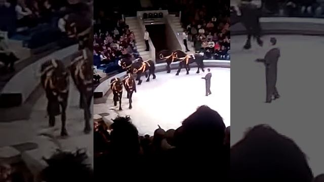 Я была в Туле а кому нравится лошади смотреть онлайн