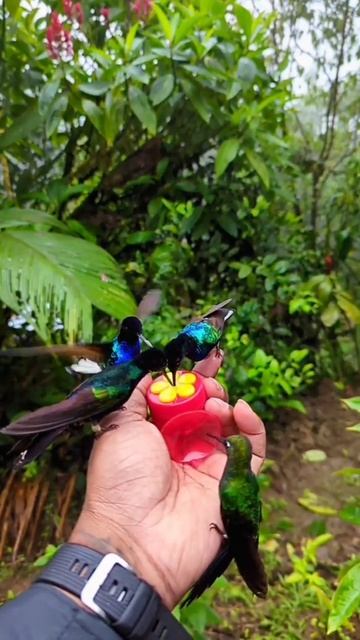 Info burung kolibri#shorts#hobby смотреть онлайн