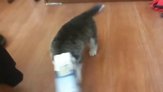 Хаски застрял смотреть онлайн