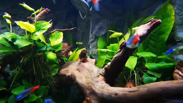 Mein Aquarium Trigon 190 смотреть онлайн