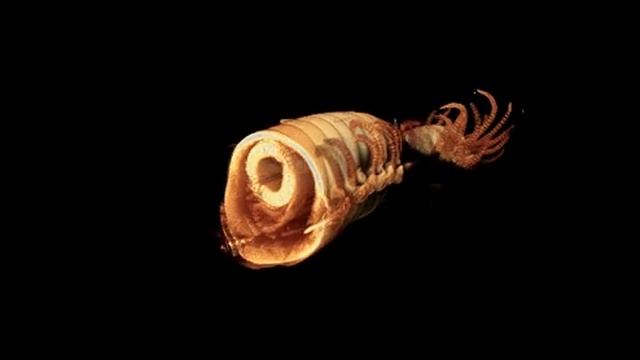 Syllis gracilis virtual dissection смотреть онлайн