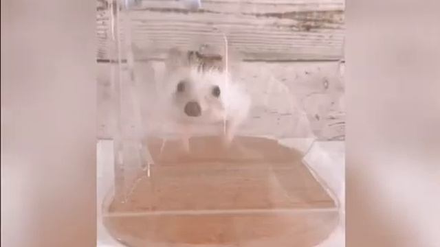 Лучшие звери смотреть онлайн