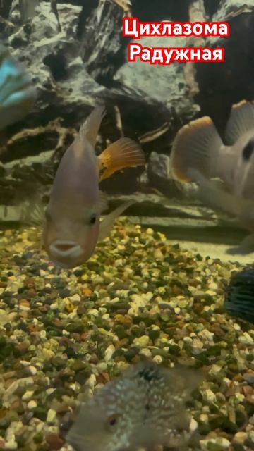 Радужная цихлазома, нечастый гость в аквариумах Челябинска #fish #aquarium #aquariumshow #aqua смотреть онлайн