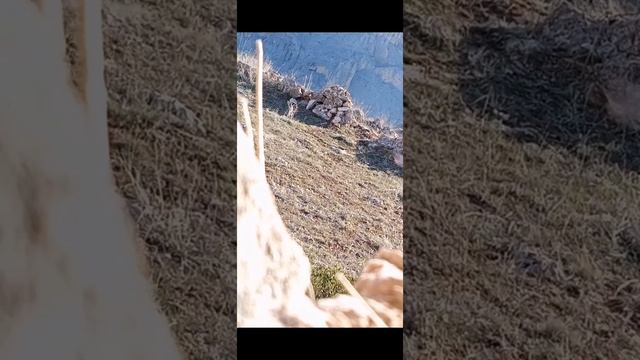 Keklik kurak avıشکار کبک nêçîra parçikê охота на куропаток шикори кеклик partridge hunt 鹧鸪狩猎 gary смотреть онлайн