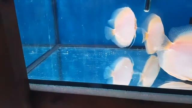 Discus White Diamond 15cm- The Royal Discus смотреть онлайн