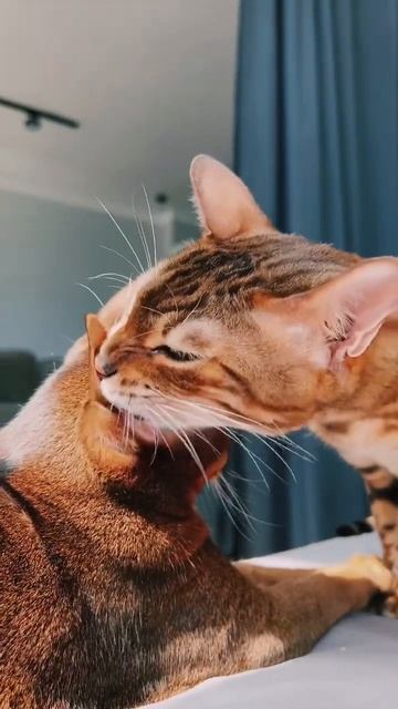 Вот это помощь 😂 #бенгальский #абиссинский #котик смотреть онлайн